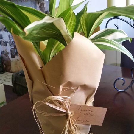 Gif wrapped aspi brown paper 2